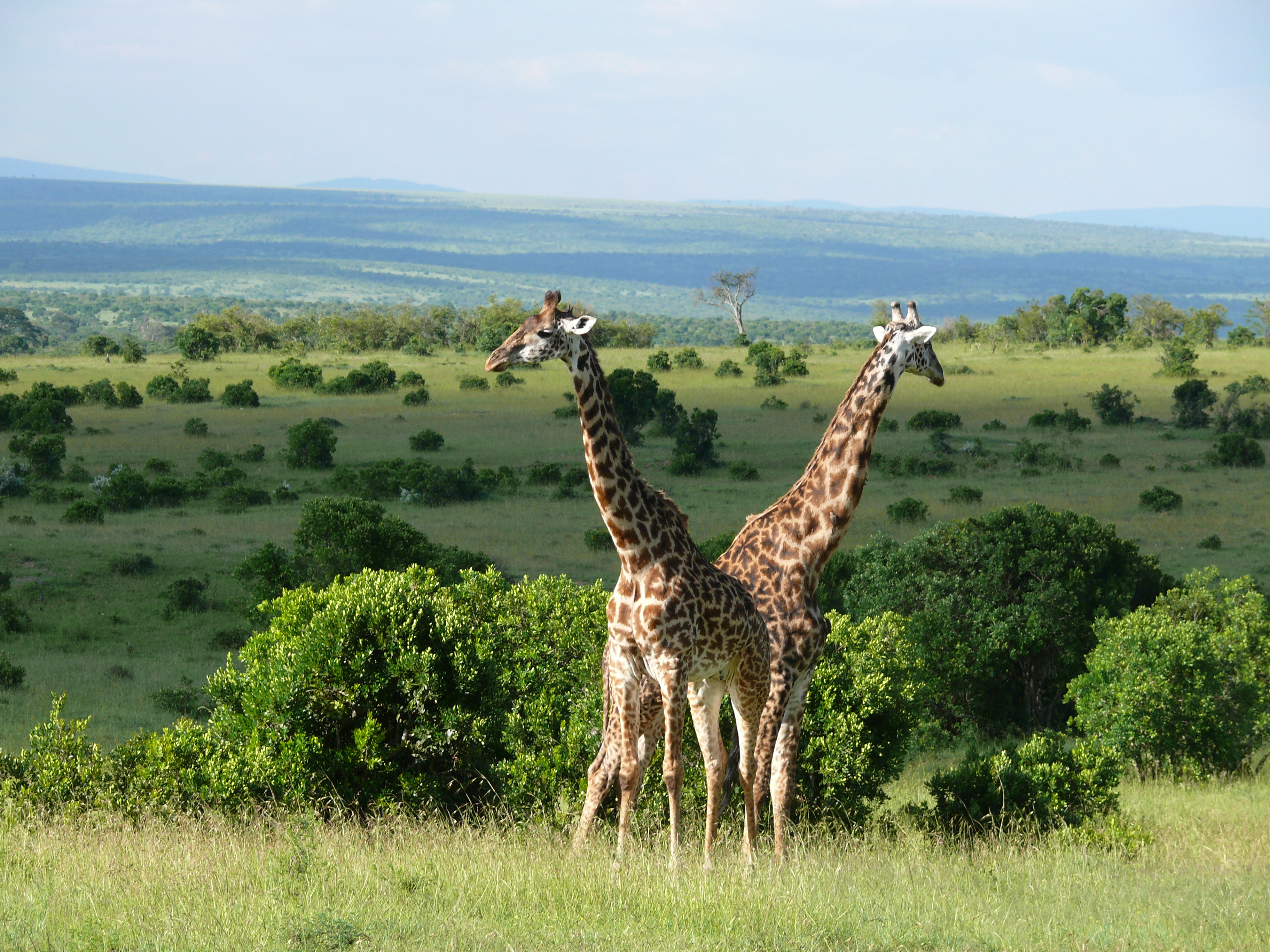 motywacja kenia